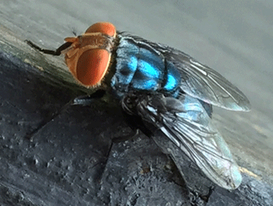 close up of an adult screwworm fly, which has orange-red eyes and a blue-black body