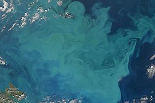 A phytoplankton bloom seen in the Barents Sea in mid-August, 2009.