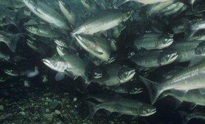 Genetically modified salmon are made to grow twice as fast as unaltered fish. 