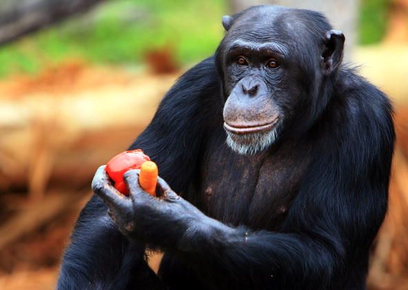 Chimpanzee at Taronga Zoo in Sydney, Australia.