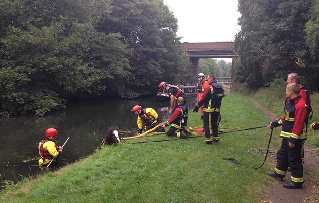 The horse was rescued by the Fire &amp;amp; Rescue Services