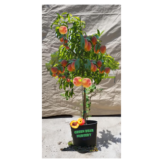 A fruiting peach tree in a black planter