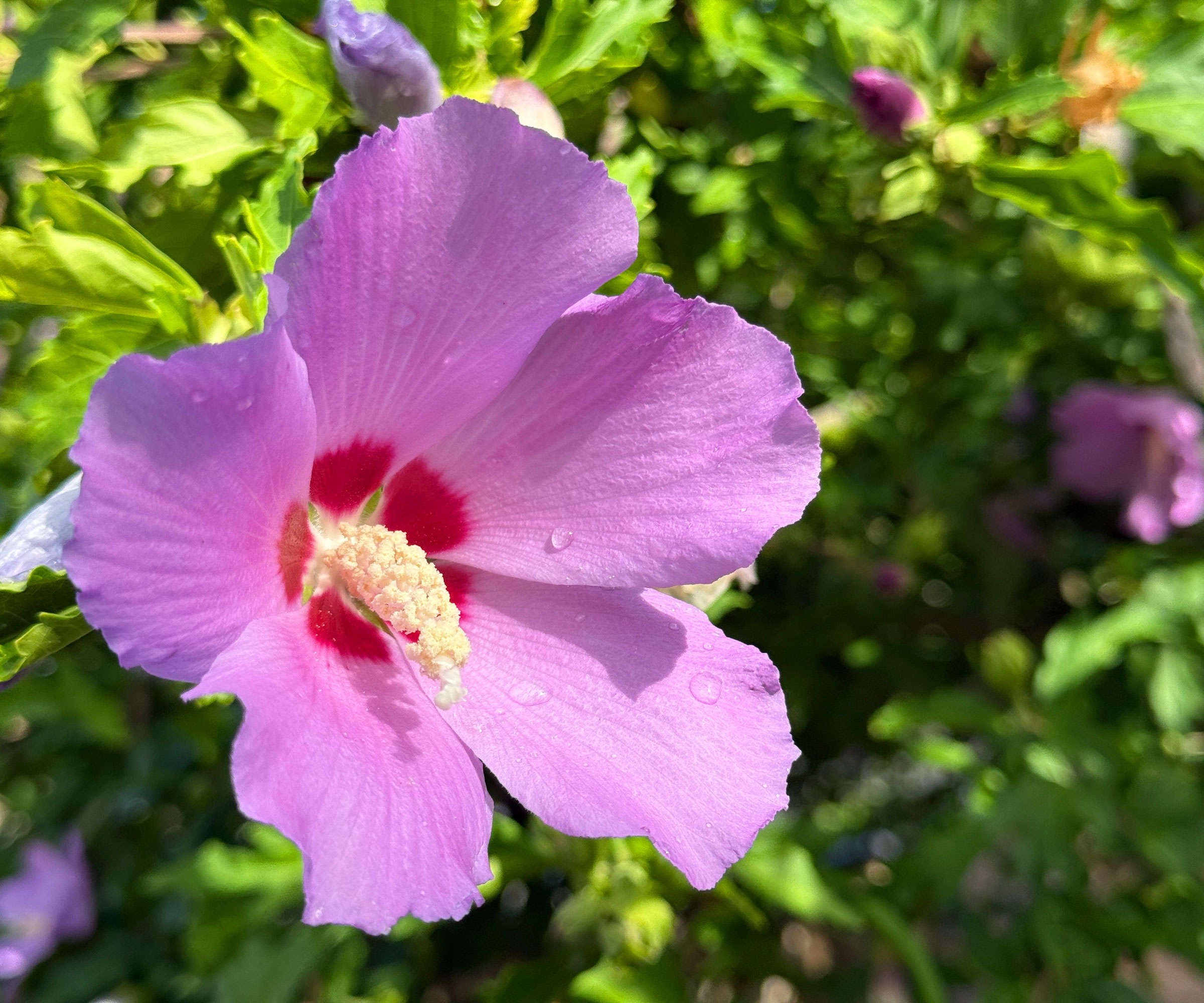 pink flowering hibiscus on shrub in garden