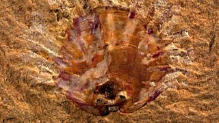 Fossil of Neobolus wulongqingensis, which lived around 512 million years ago.