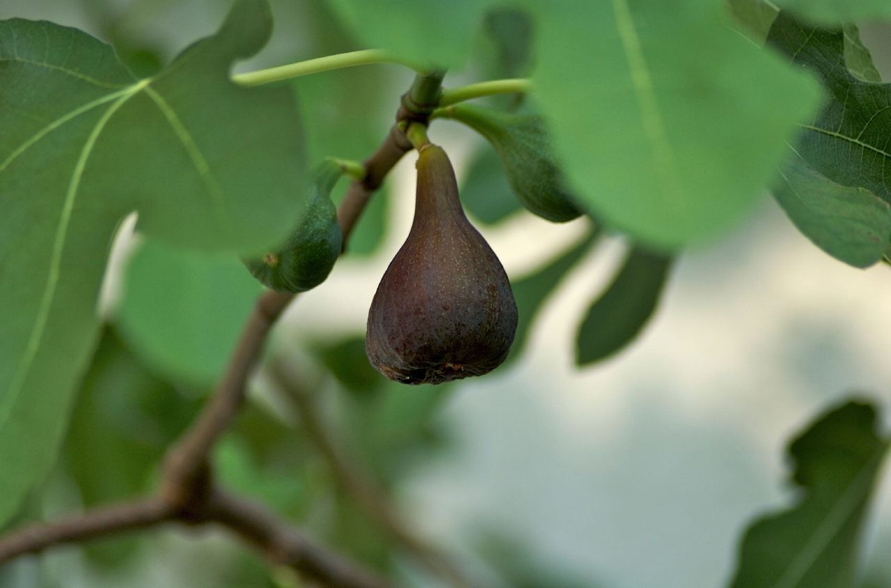 Dark Dry Fig On Tree