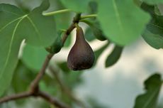Dark Dry Fig On Tree