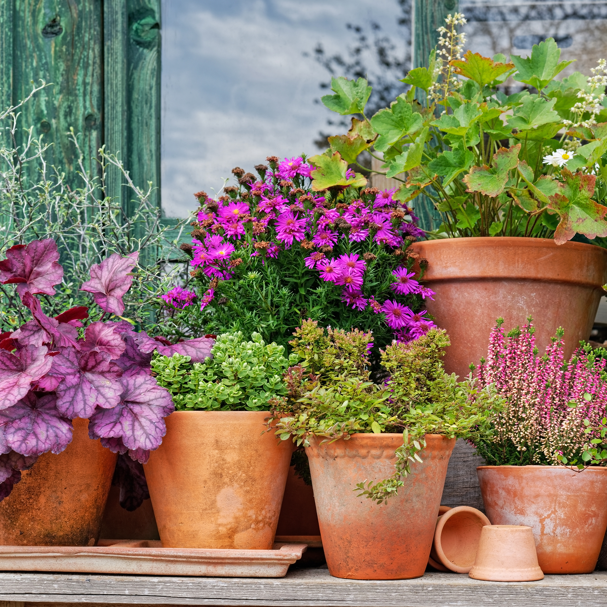 Different Potted autumn flowering plants (Heuchera sanguinea, Heuchera villosa, Aster ageratoides, Symphyotrichum novi-belgii) in terracotta planters on wooden shelf