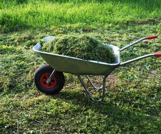 A wheelbarrow of grass clippings
