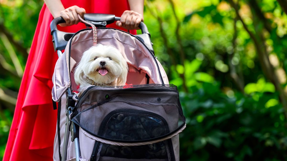 Dog in stroller