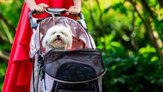 Dog in stroller