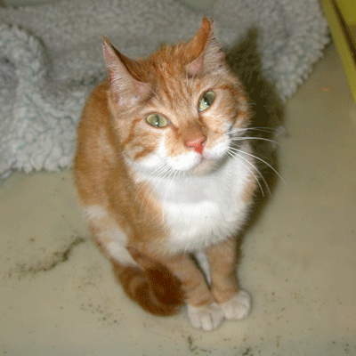 Tigger-rescue-cat-battersea.gif