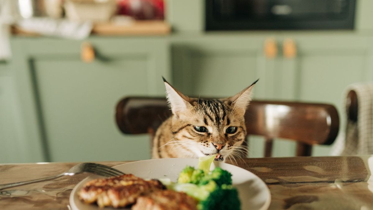 cat stealing food from a plate