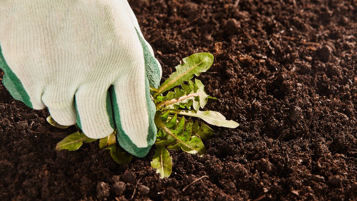 A gloved hand removing a weed from the soil