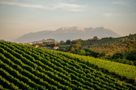 Slope of vines with mountains in the background, at sunset