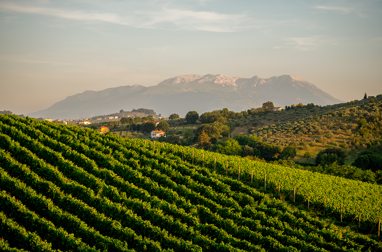 Slope of vines with mountains in the background, at sunset