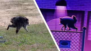 Video grab of Kiana Hall's Instagram video of Jimothy Raccoon next to Rokyu City's rendering