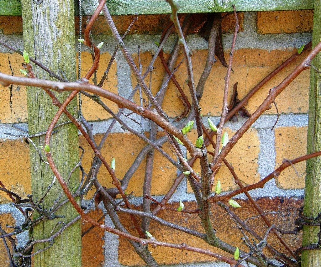 Kiwi Plant Vine Without Fruits