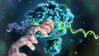 illustration shows an ezyme processing a DNA molecule in order to copy its instructions into another similar looking molecule, called RNA