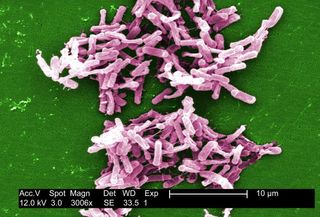 This micrograph shows Clostridium difficile bacteria.