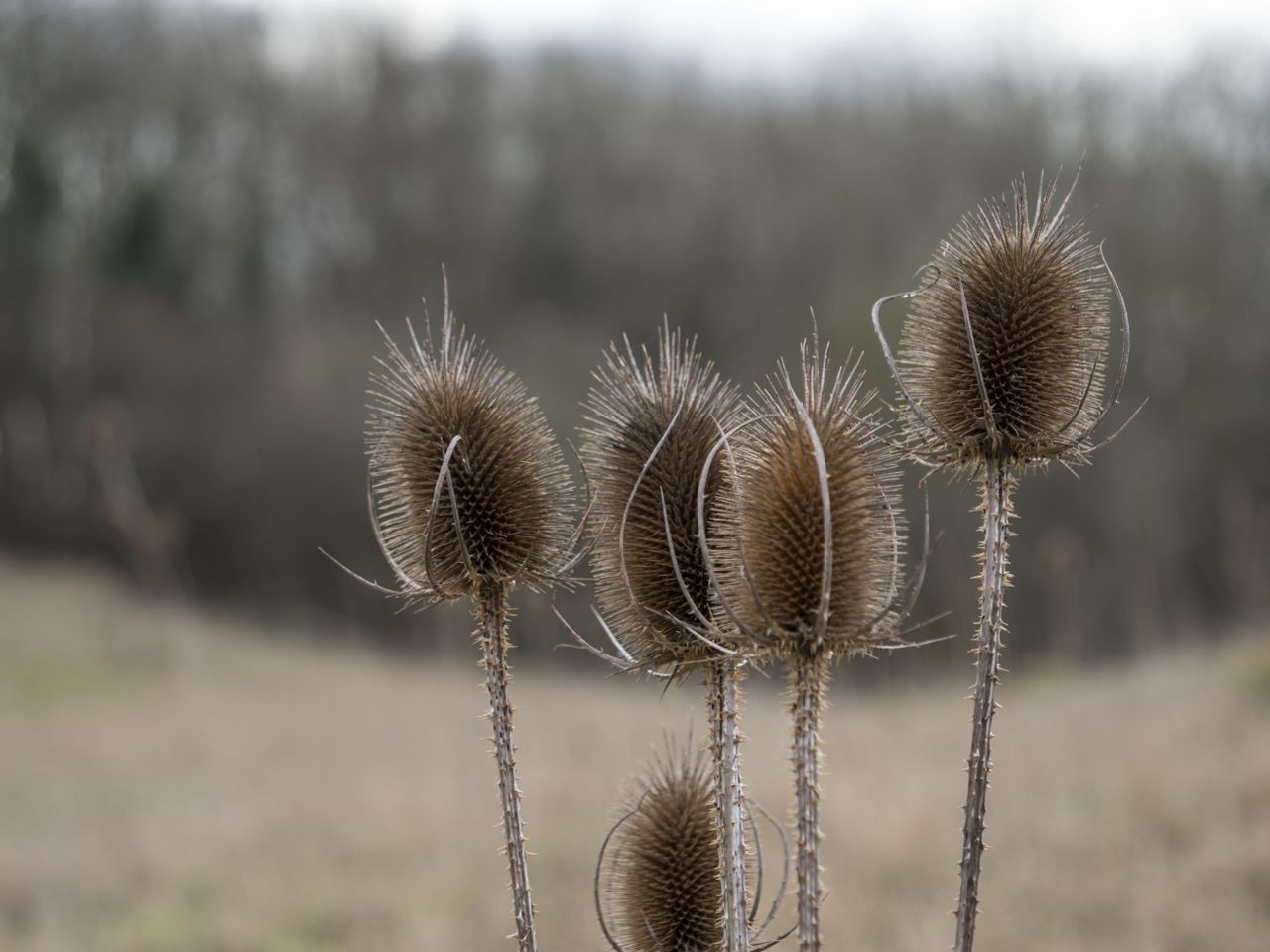 A picture of a plant