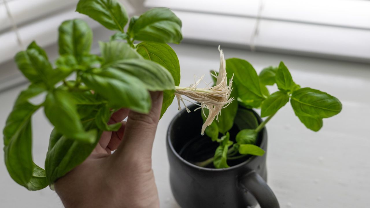 Basil cuttings with strong roots are lifted from a mug of water, while another set of cuttings remains in the container