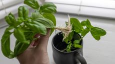 Basil cuttings with strong roots are lifted from a mug of water, while another set of cuttings remains in the container