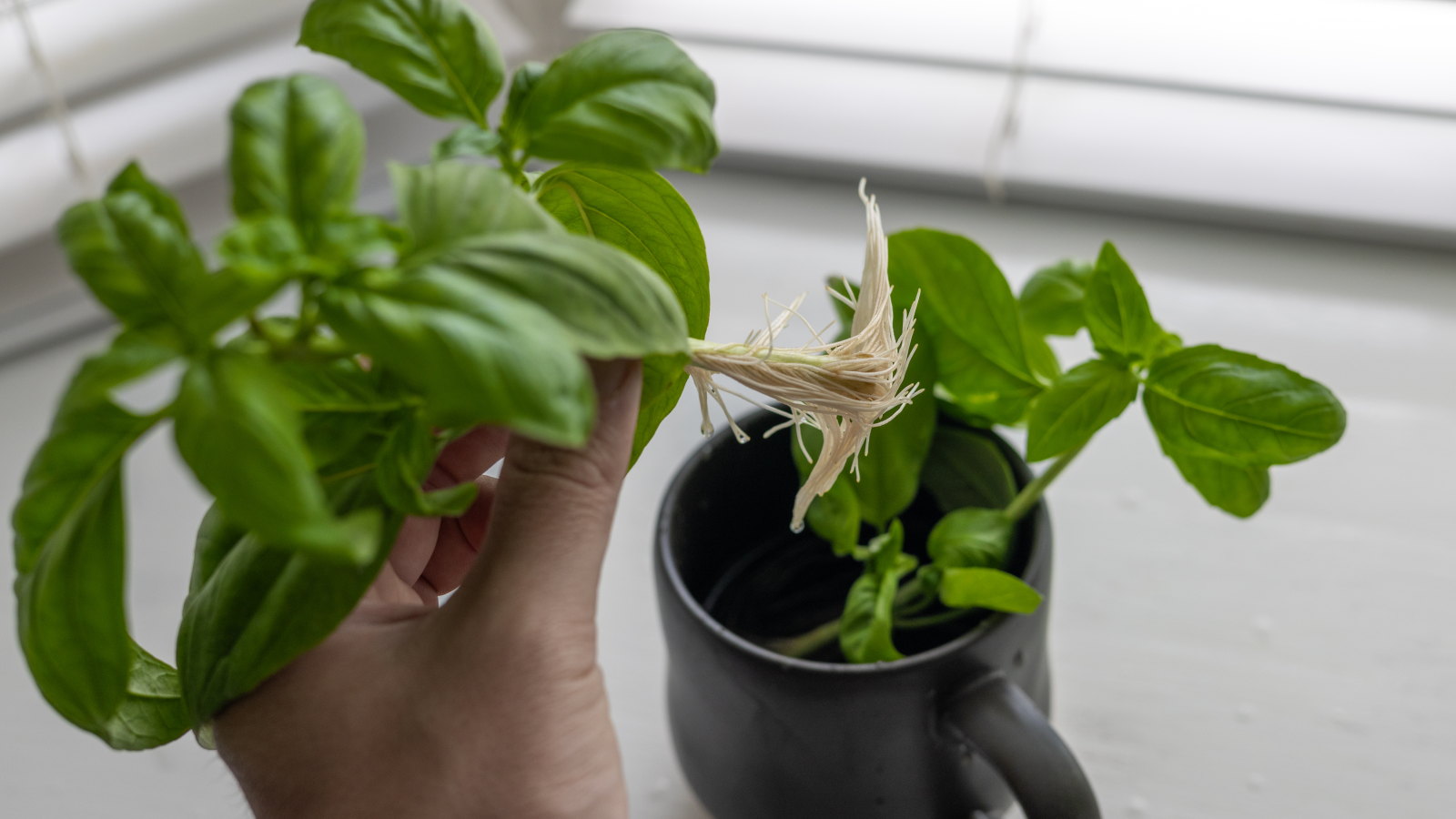 Basil cuttings with strong roots are lifted from a mug of water, while another set of cuttings remains in the container