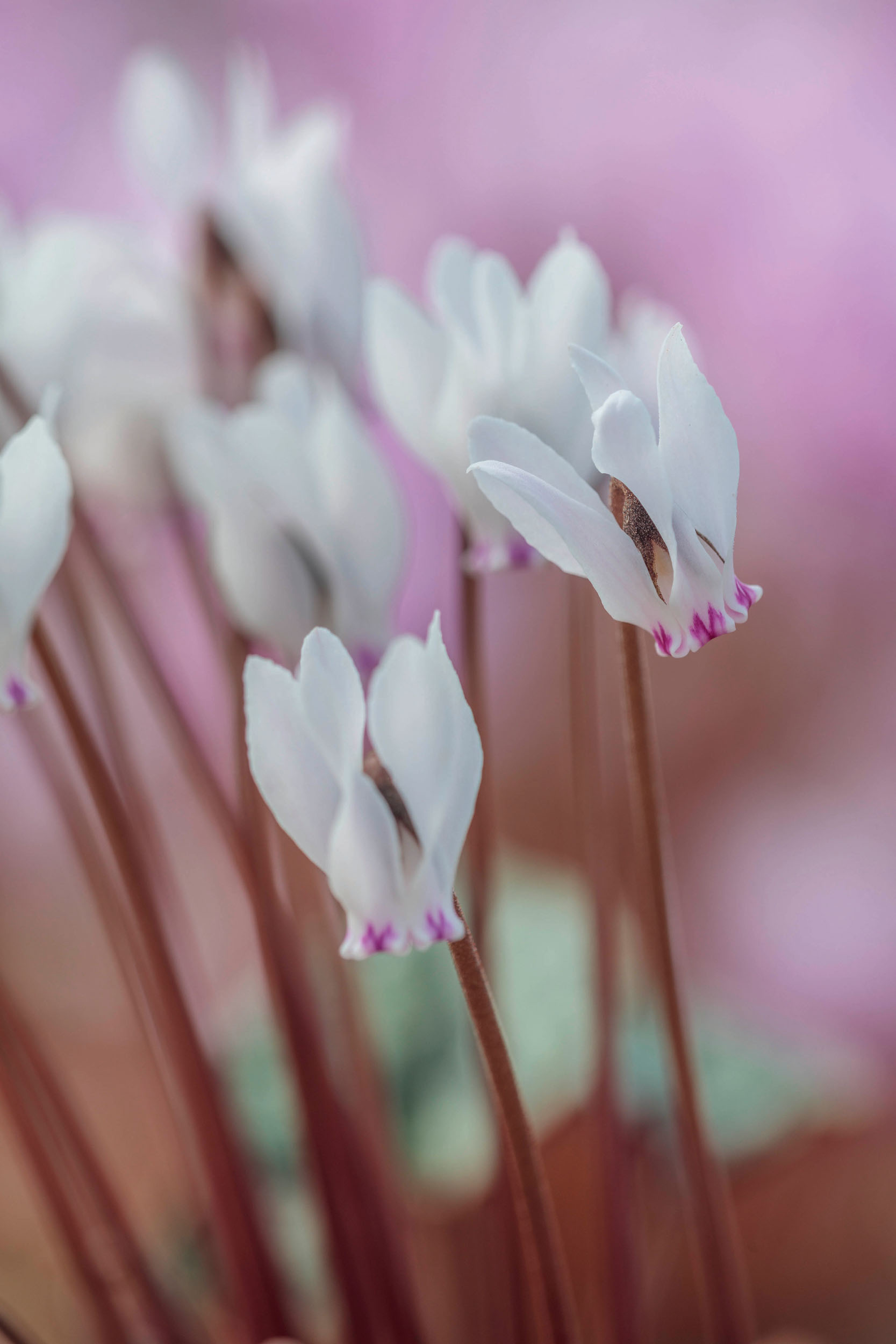 Cyclamen cyprium is endemic to Cyprus.