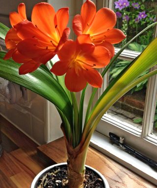 potted indoor clivia near window