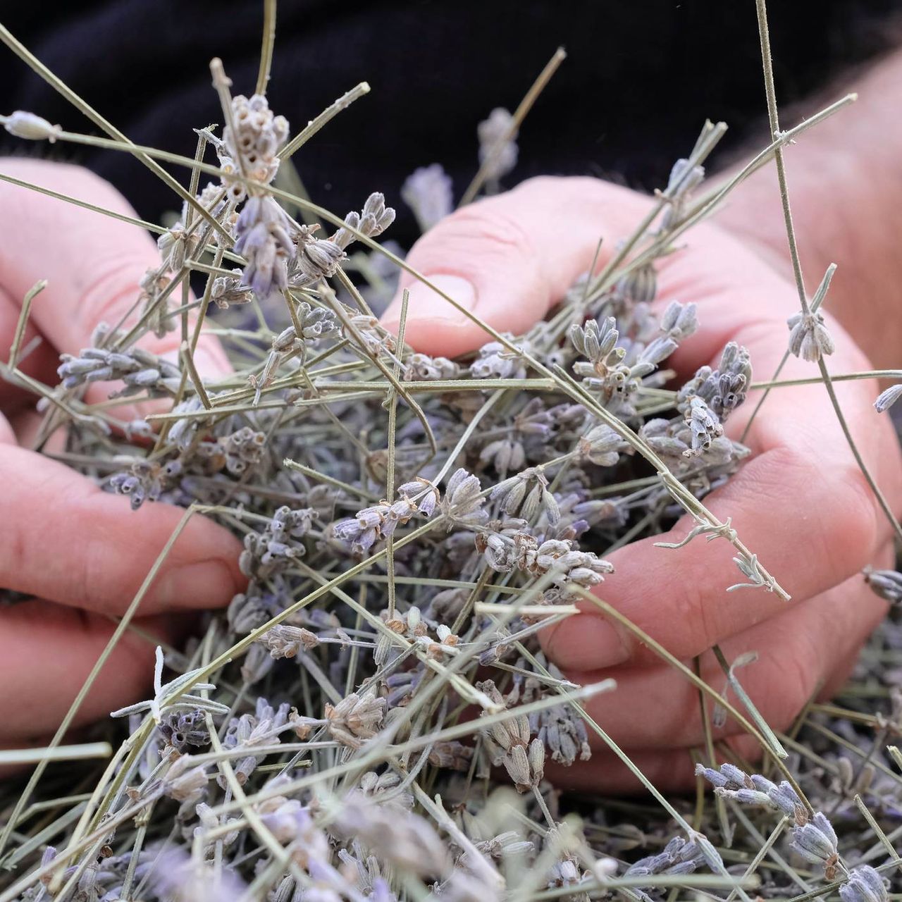A man&#039;s hands hold dried sprigs of lavender flowers