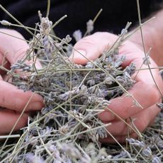 A man's hands hold dried sprigs of lavender flowers