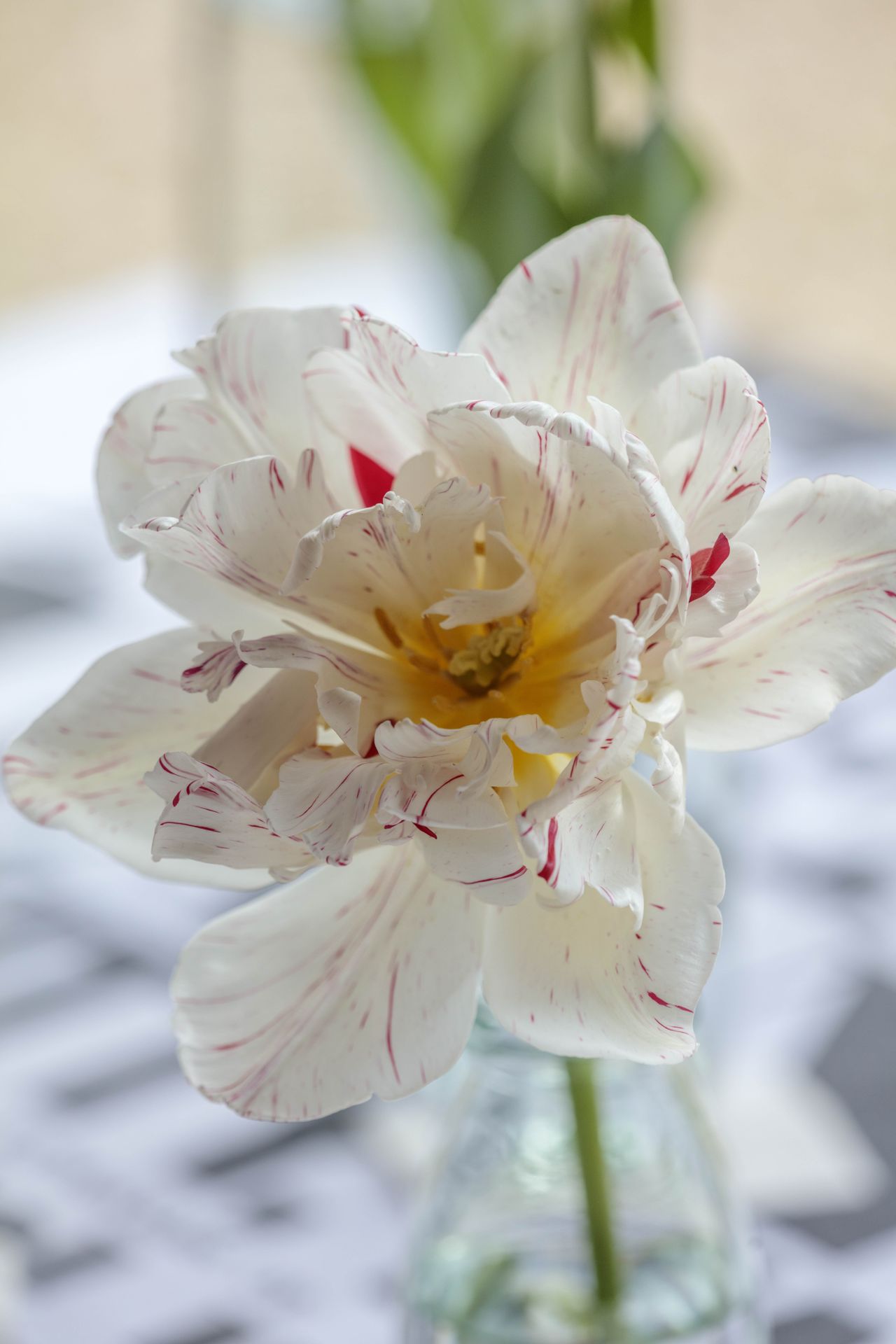 Tulip flowers in bottles