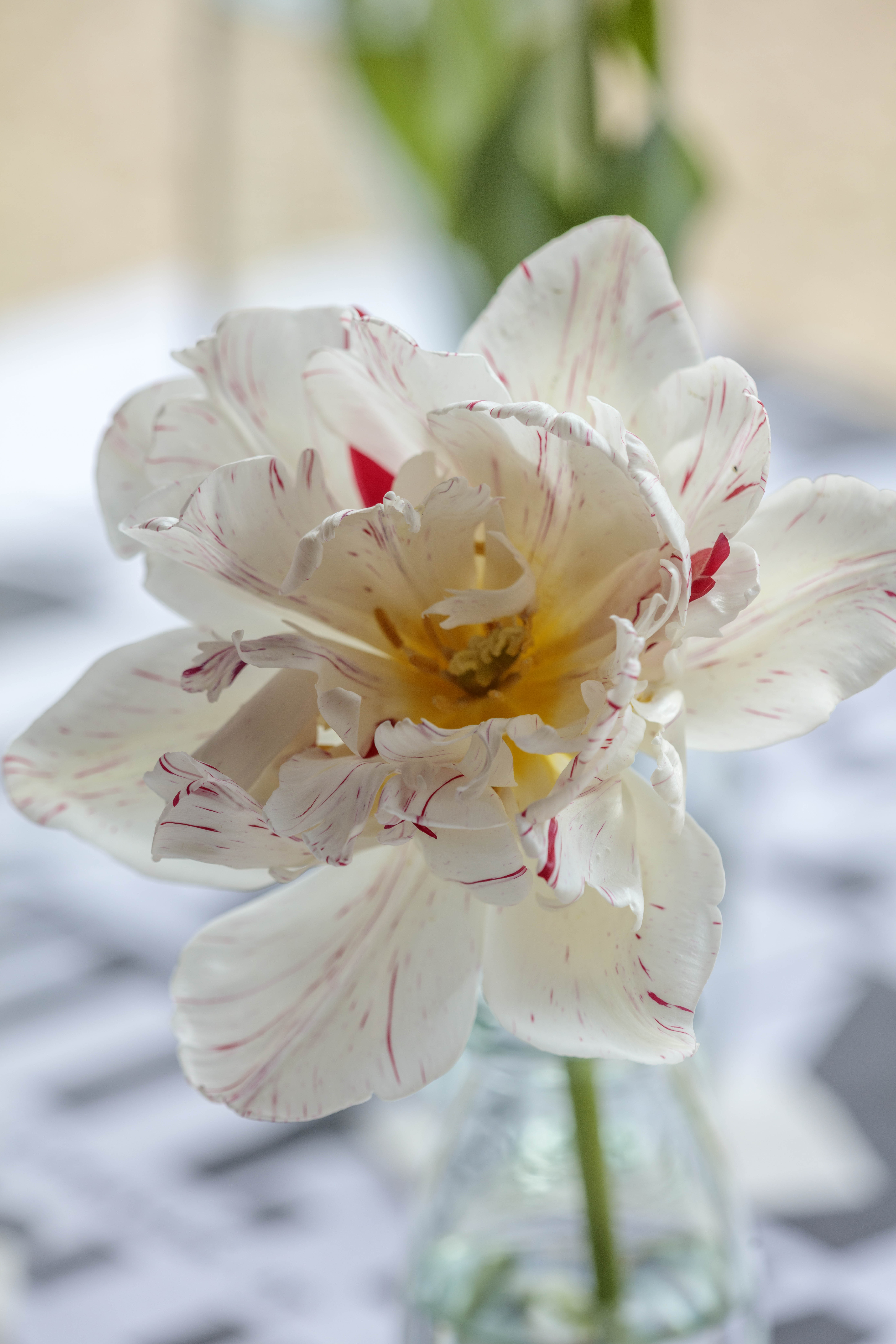 Tulip flowers in bottles