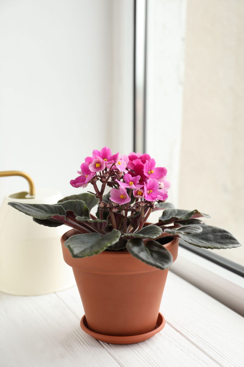 The Best Indoor Plants That Flower All Year Round | Livingetc