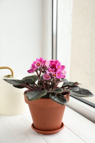 pink african violet flower on a white windowsill