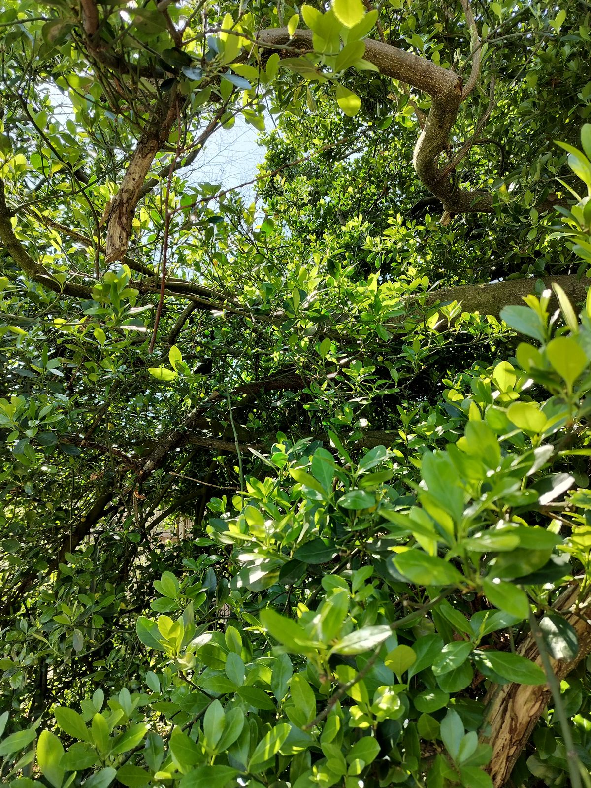 A photo captured on the OnePlus Nord CE 3 Lite 5G
