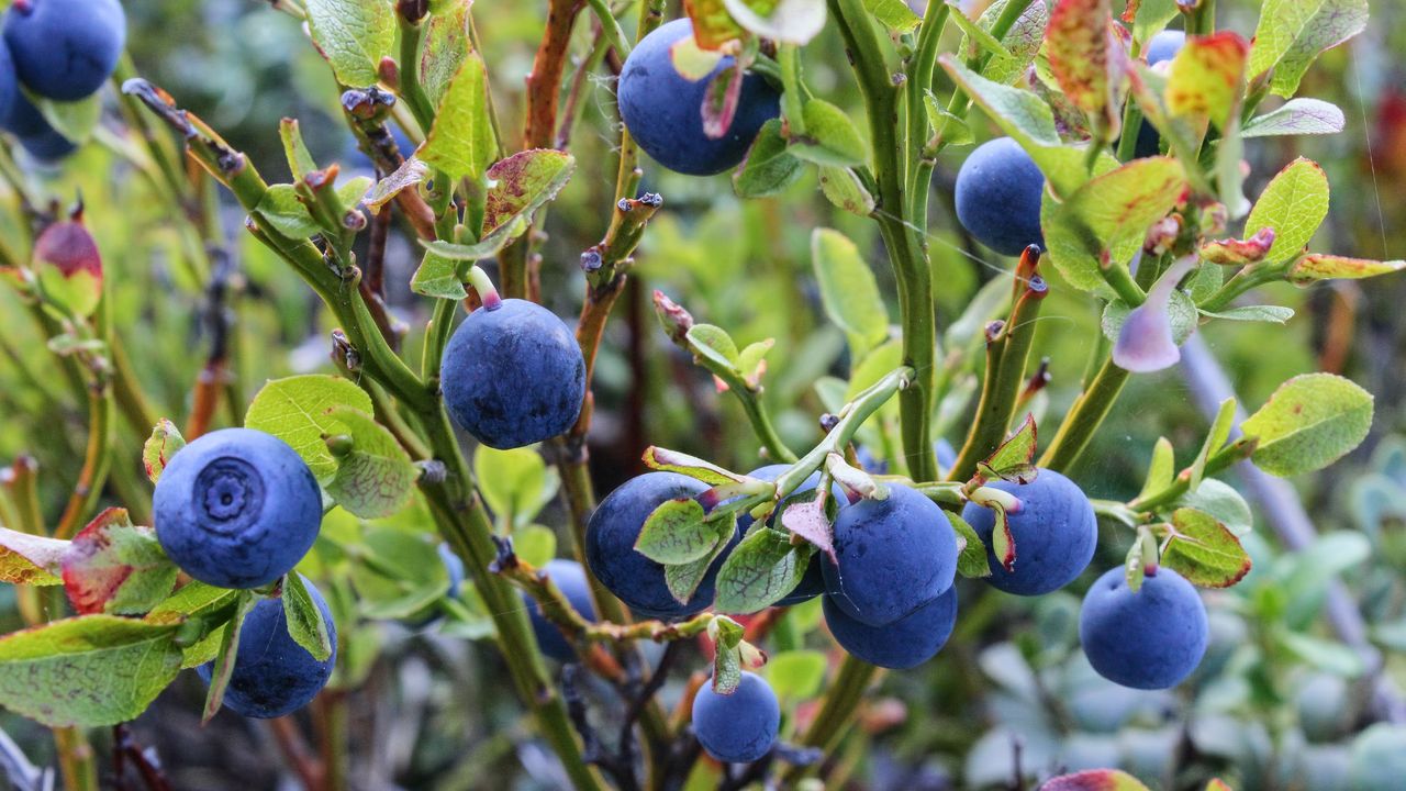 A blueberry bush