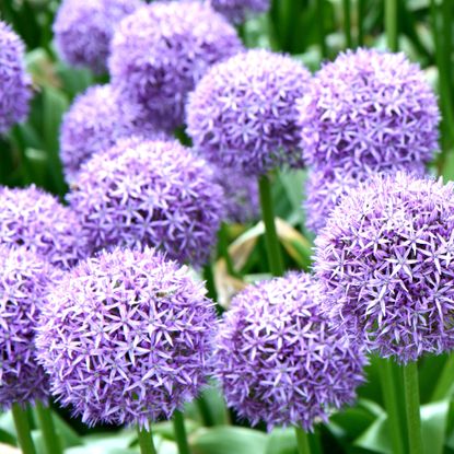 alliums with purple flower heads in garden border