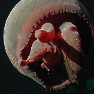 Tiburonia granrojo, a new jellyfish