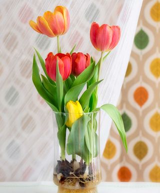 colorful tulips growing in a vase without soil