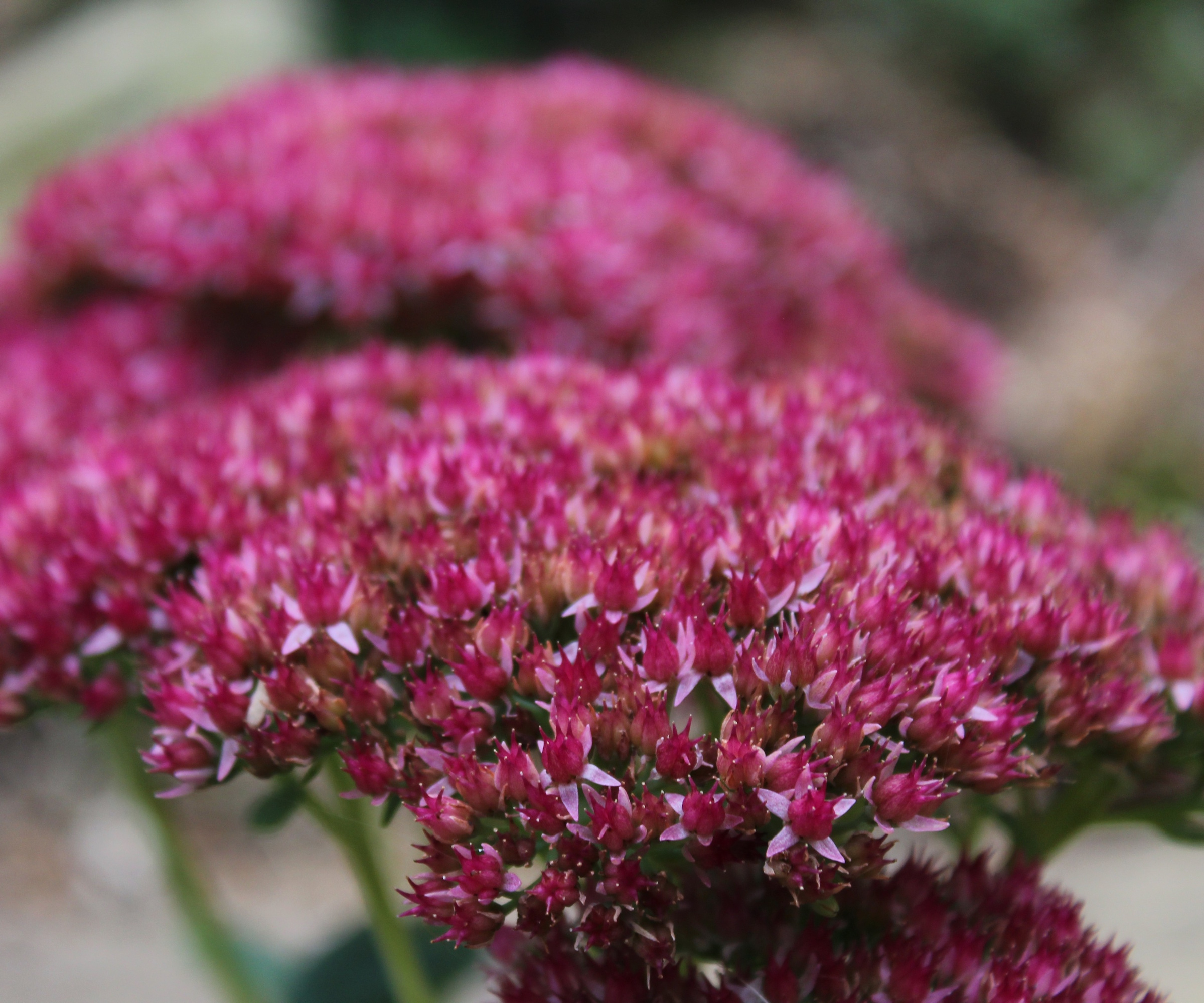 Stone crop, or Hylotelephium, with pink flowers in a sunny garden border