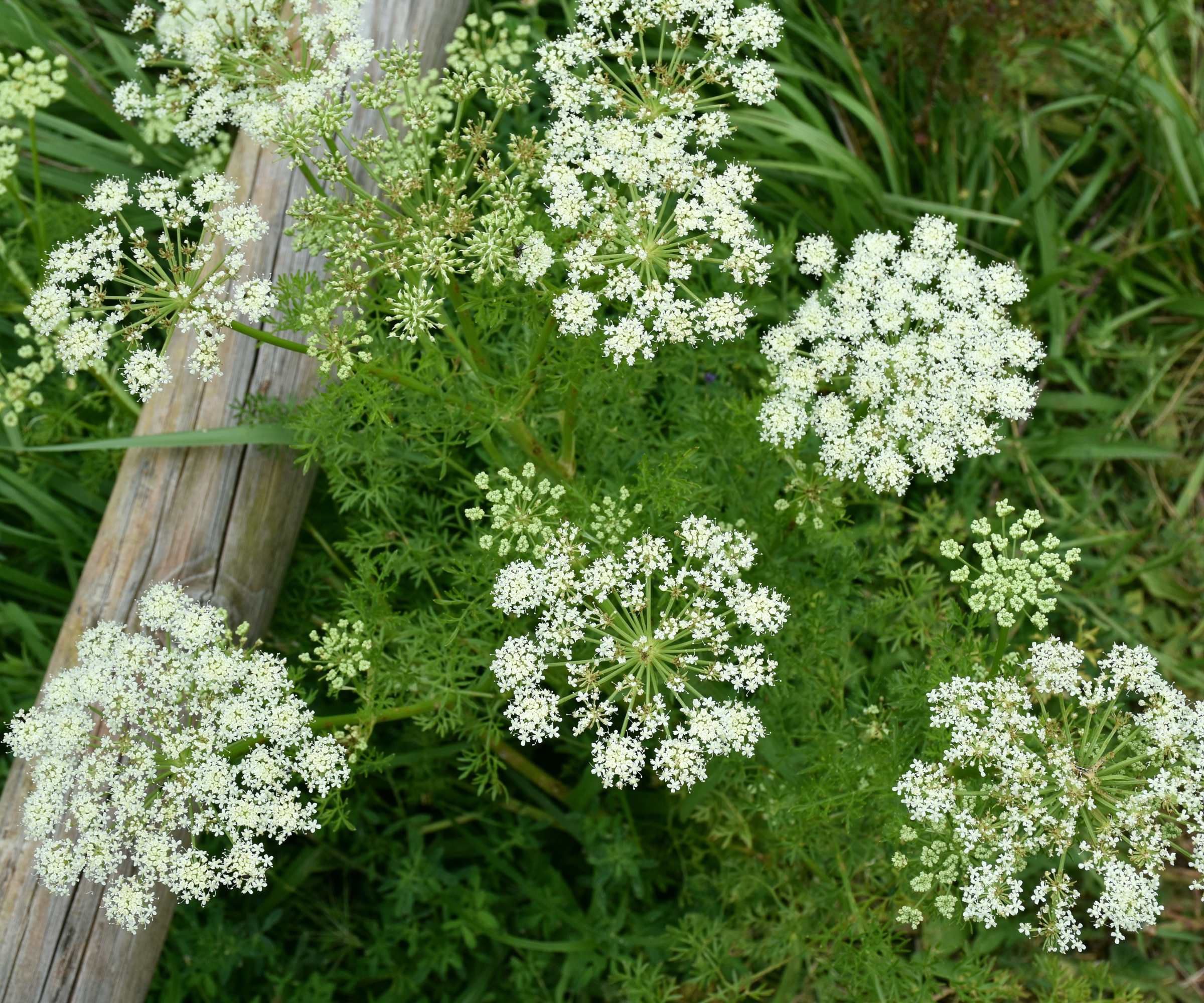 Caraway plant (Carum carvi) in full bloom on mountain trail.