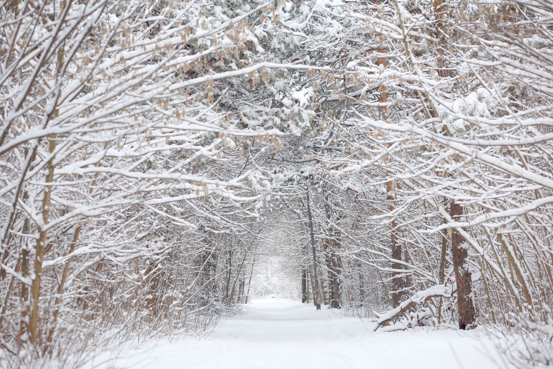 GuruShots - February 2026