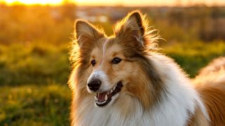 Shetland Sheepdog