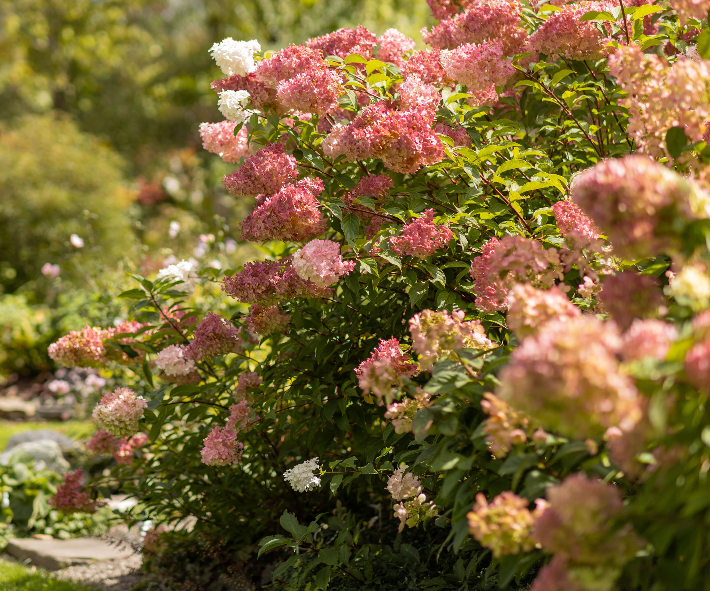 Vanilla Strawberry hydrangea in garden