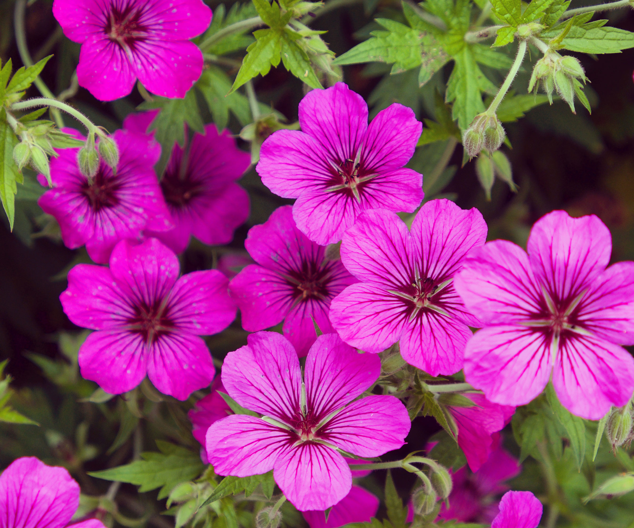 hardy geranium Patricia with bright pink flowers