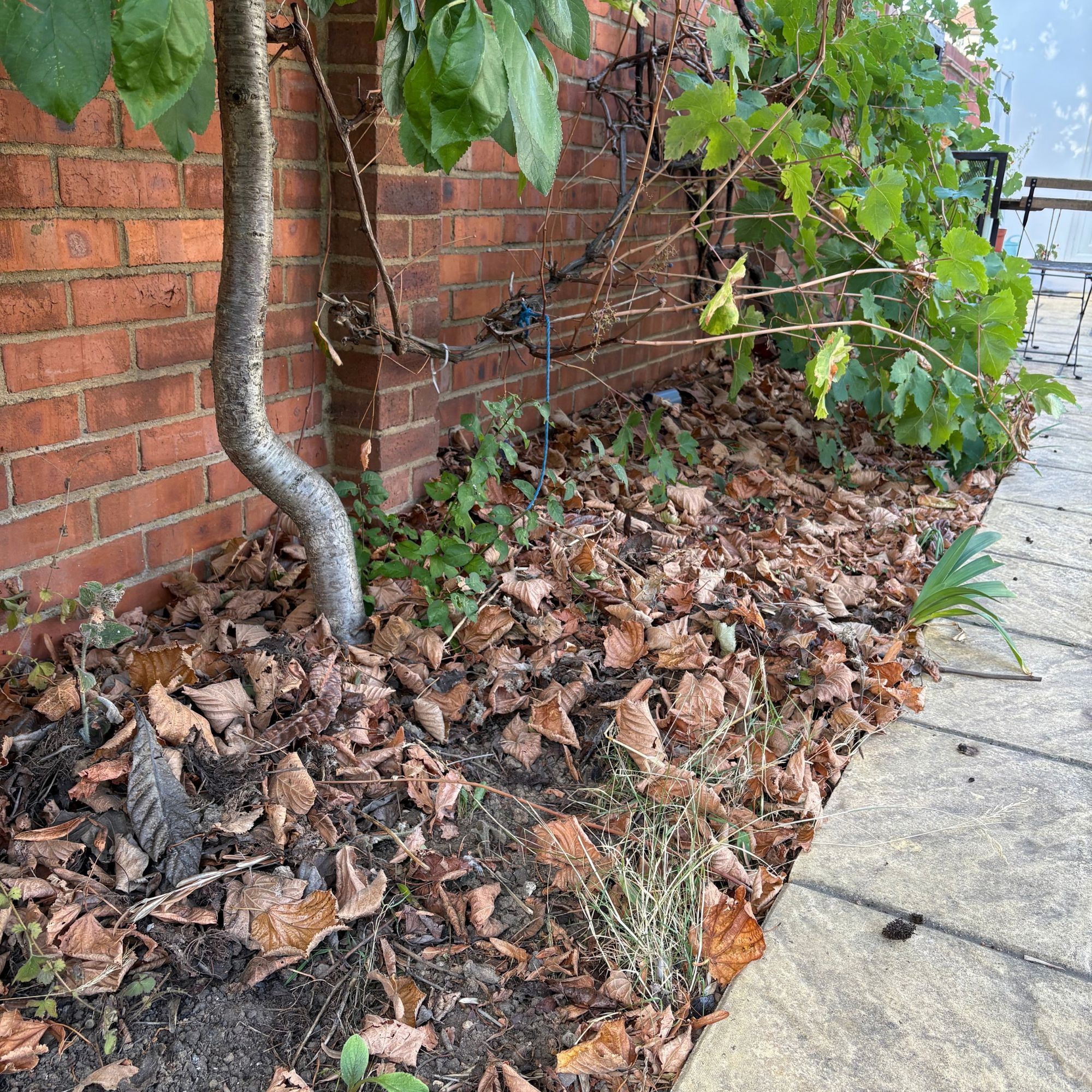 Fallen leaves in autumn garden border