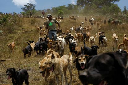 Stray dogs run at dog sanctuary Territorio de Zaguates or 'Land of the Strays' in Carrizal de Alajuela, Costa Rica.
