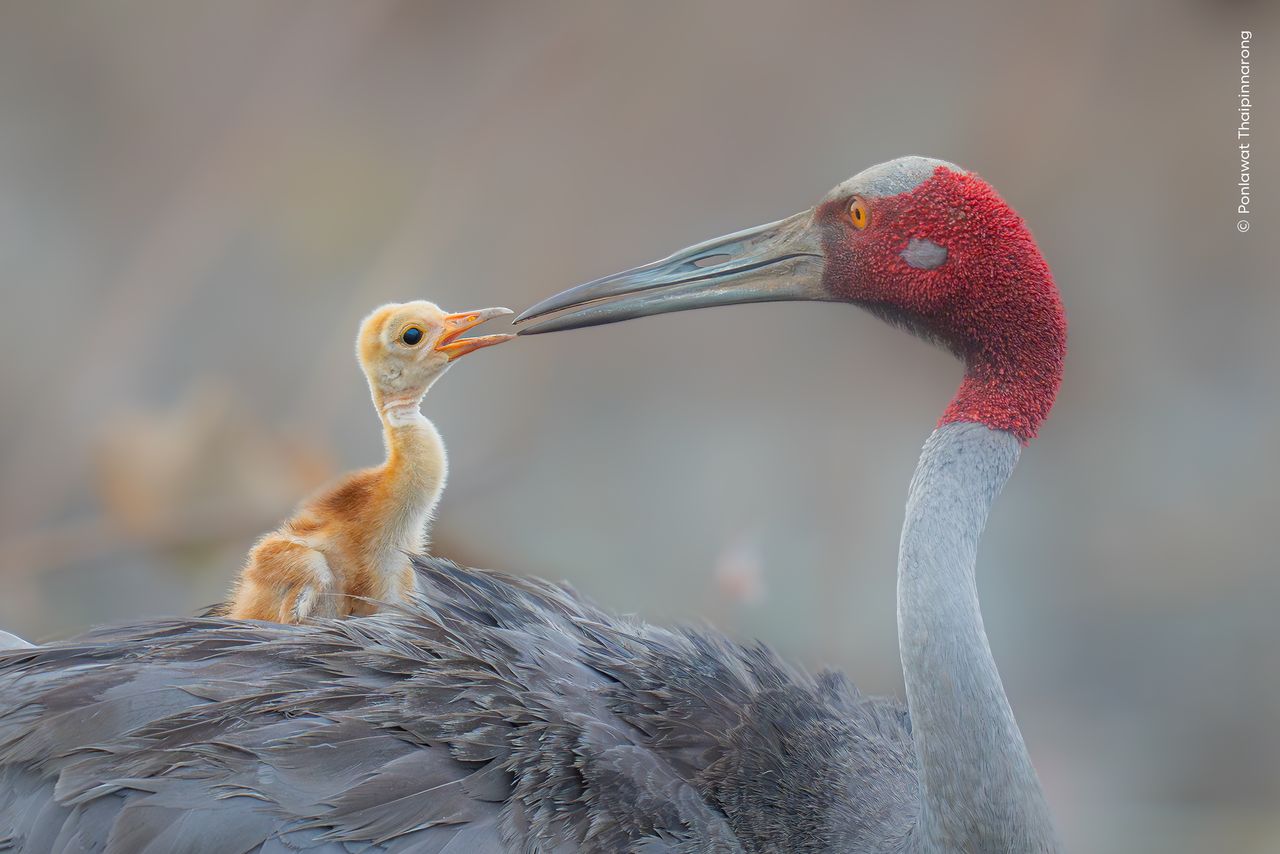 A sarus crane with its one-week-old chick.