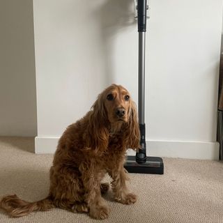 Golden cocker spaniel dog sitting in front of the Miele DuoFlex HX1